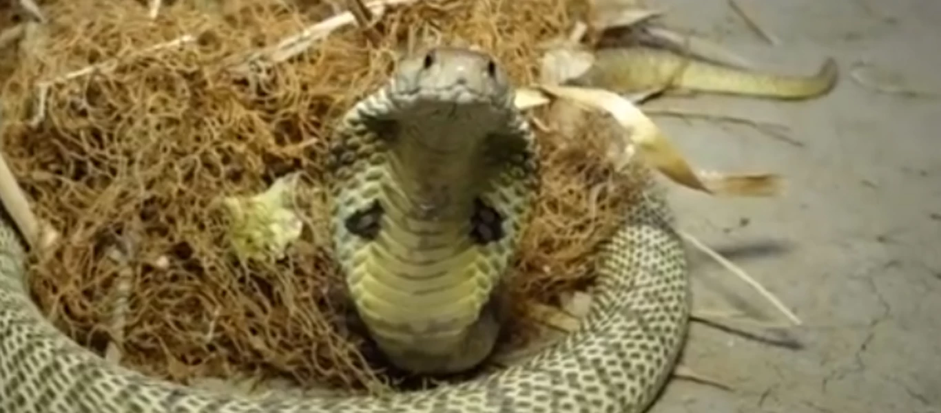 Θαρραλέος Ινδός προσφέρει νερό σε βασιλική κόμπρα σαν να είναι μωρό (βίντεο)